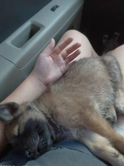 perkhidmatan pembiakan haiwan peliharaan terbaik di ranau