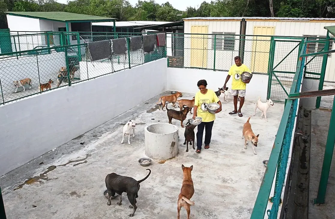 Pertubuhan Pemuliharaan Anjing Terbiar MERCY Pulau Pinang 1 pertubuhan pemuliharaan anjing terbiar mercy pulau pinang