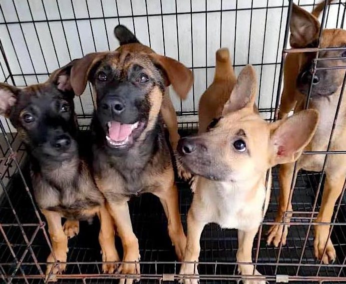 Pertubuhan Pencinta Dan Perlindungan Haiwan Kuantan Pahang (I-FURKIDS HOME) 1 pertubuhan pencinta dan perlindungan haiwan kuantan pahang i furkids home