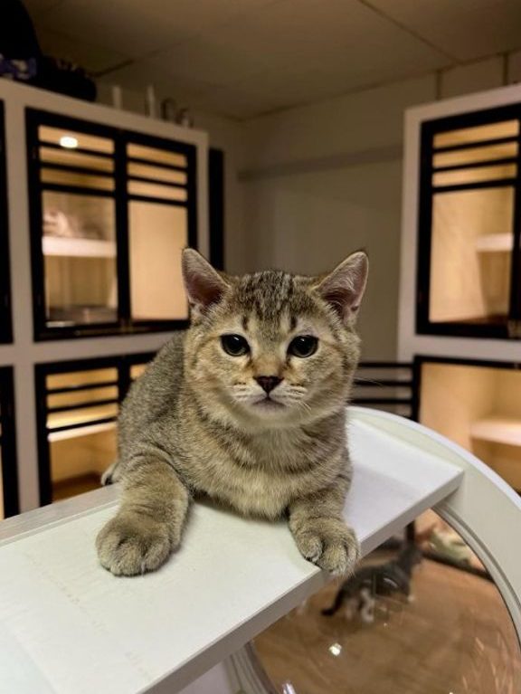 PetsValley Kennel Puchong 微利宠物铺 - Pet Hotel , Grooming , DayCare , Boarding & Retail 1 petsvalley kennel puchong e5beaee588a9e5aea0e789a9e993ba pet hotel grooming daycare boarding retail
