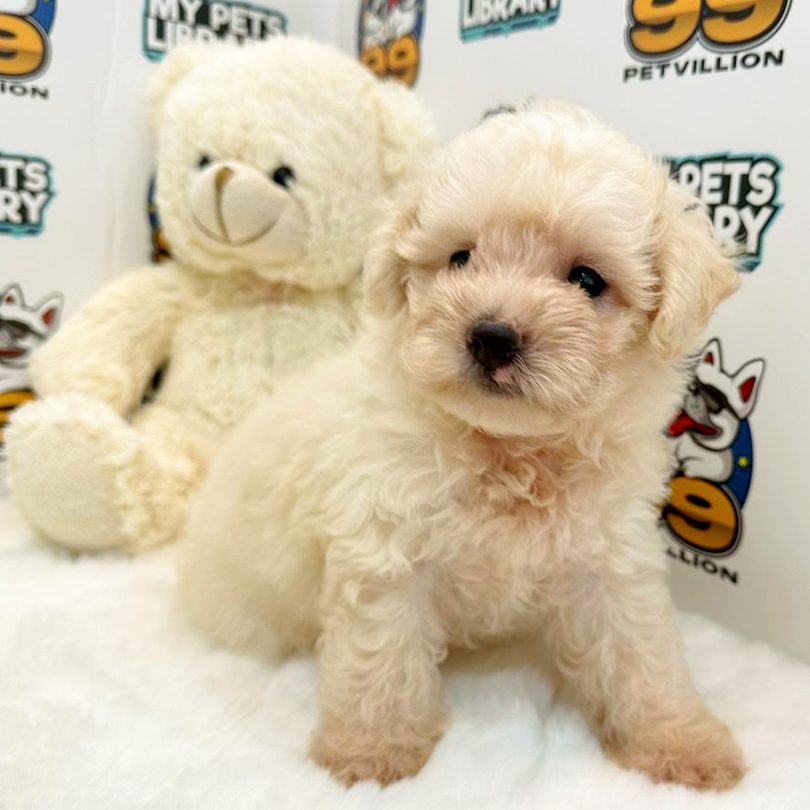 petvillion pets mart