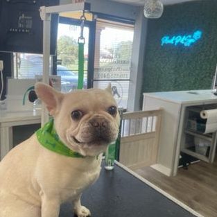 planet pets shop hotel spa