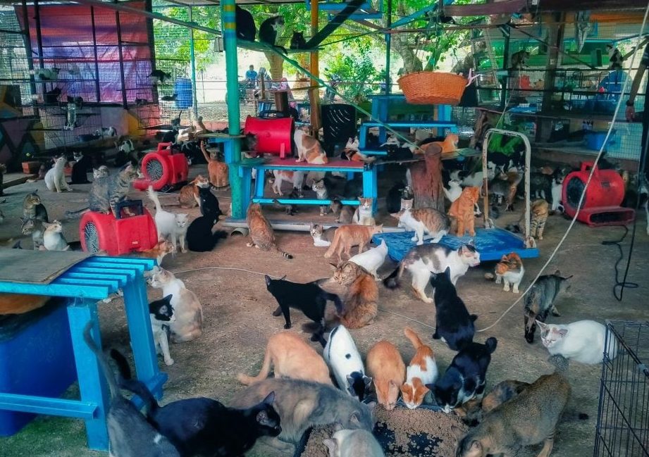 Pusat Pembiakan Haiwan Peliharaan Terbaik di Limbang 1 pusat pembiakan haiwan peliharaan terbaik di limbang