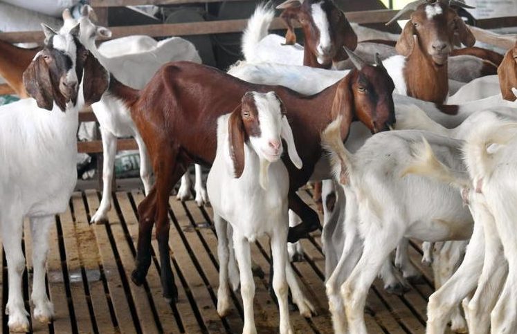 pusat penternakan haiwan terbaik di peringat