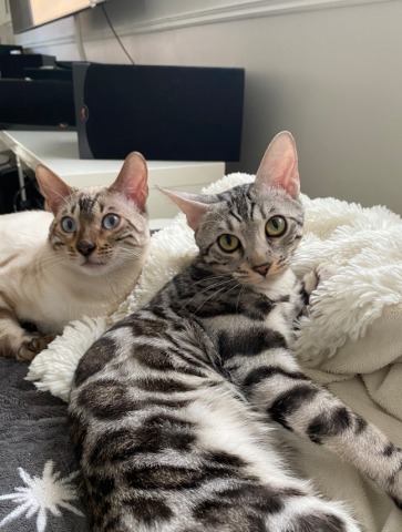ragaman cattery