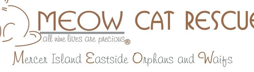 Rastra Meow Rescue 1 rastra meow rescue
