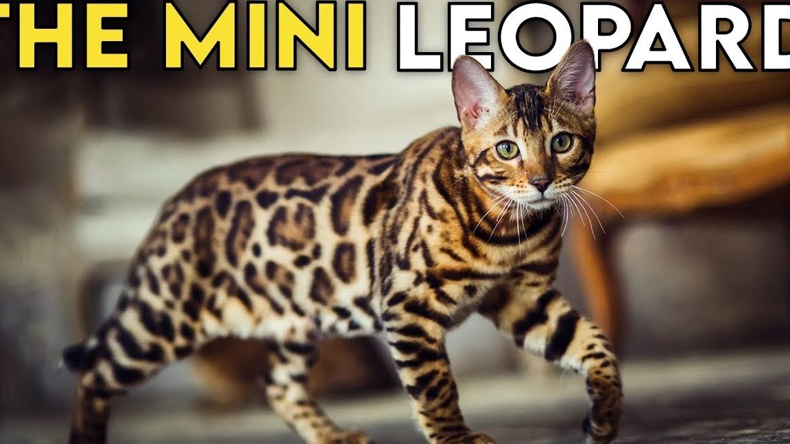 Rohaizatharon Bengal Cat no 47 kg padang air masin 1 rohaizatharon bengal cat no 47 kg padang air masin