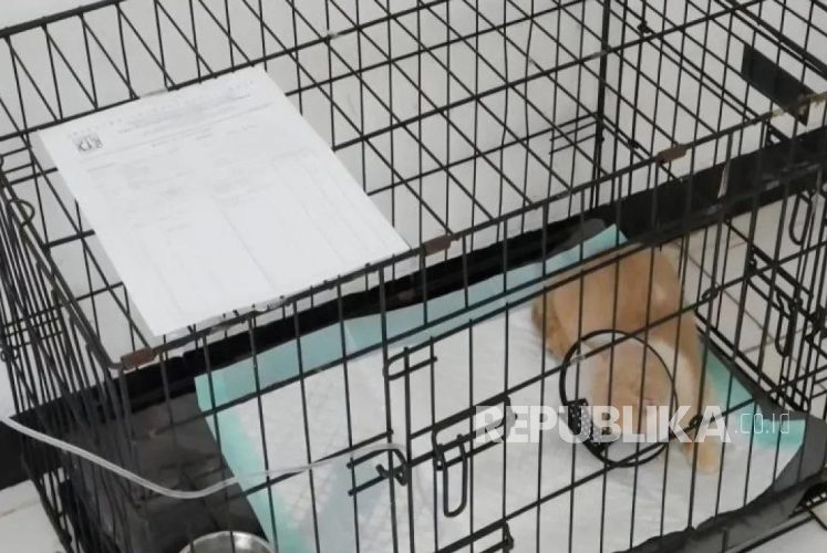 Rumah Curi Kucing 1 rumah curi kucing