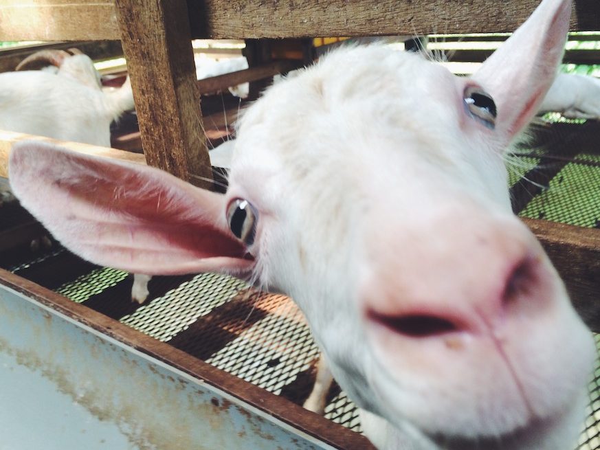 saanen dairy goat farm