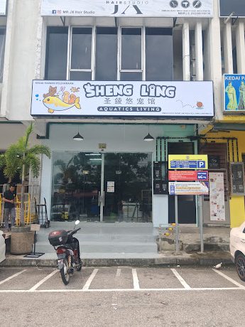sheng ling aquatics living e59ca3e98c82e682a0e5aea0e9a686