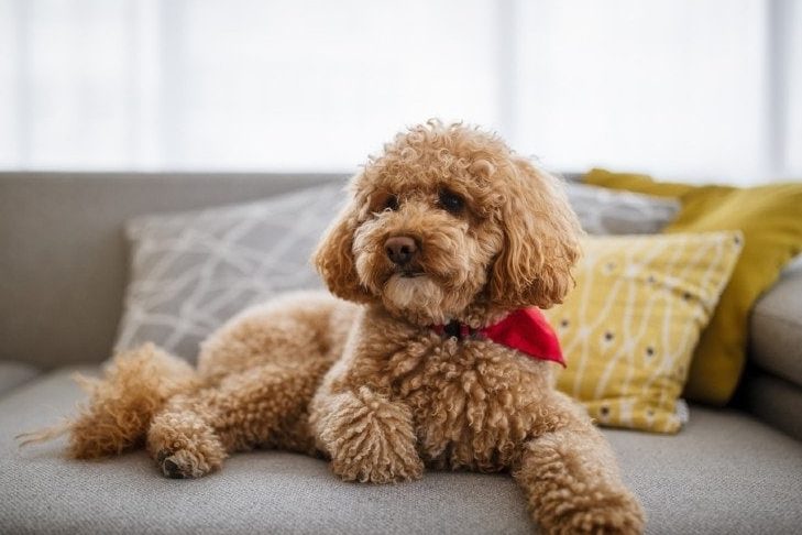 Smart Poodle Home 1 smart poodle home