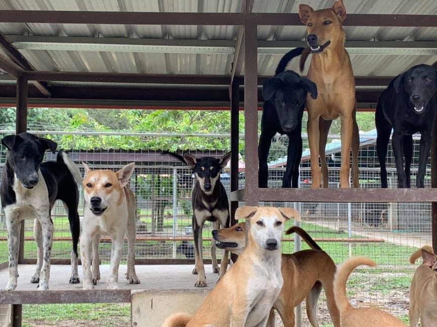 spca kk charity shop kota kinabalu