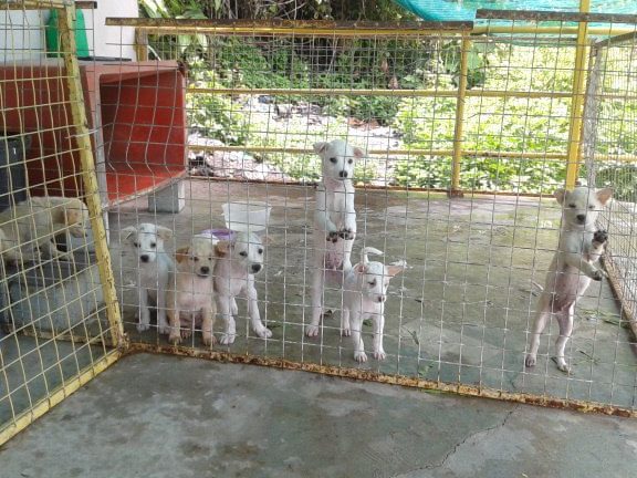 SPCA Seberang Perai @ Juru 1 spca seberang perai juru
