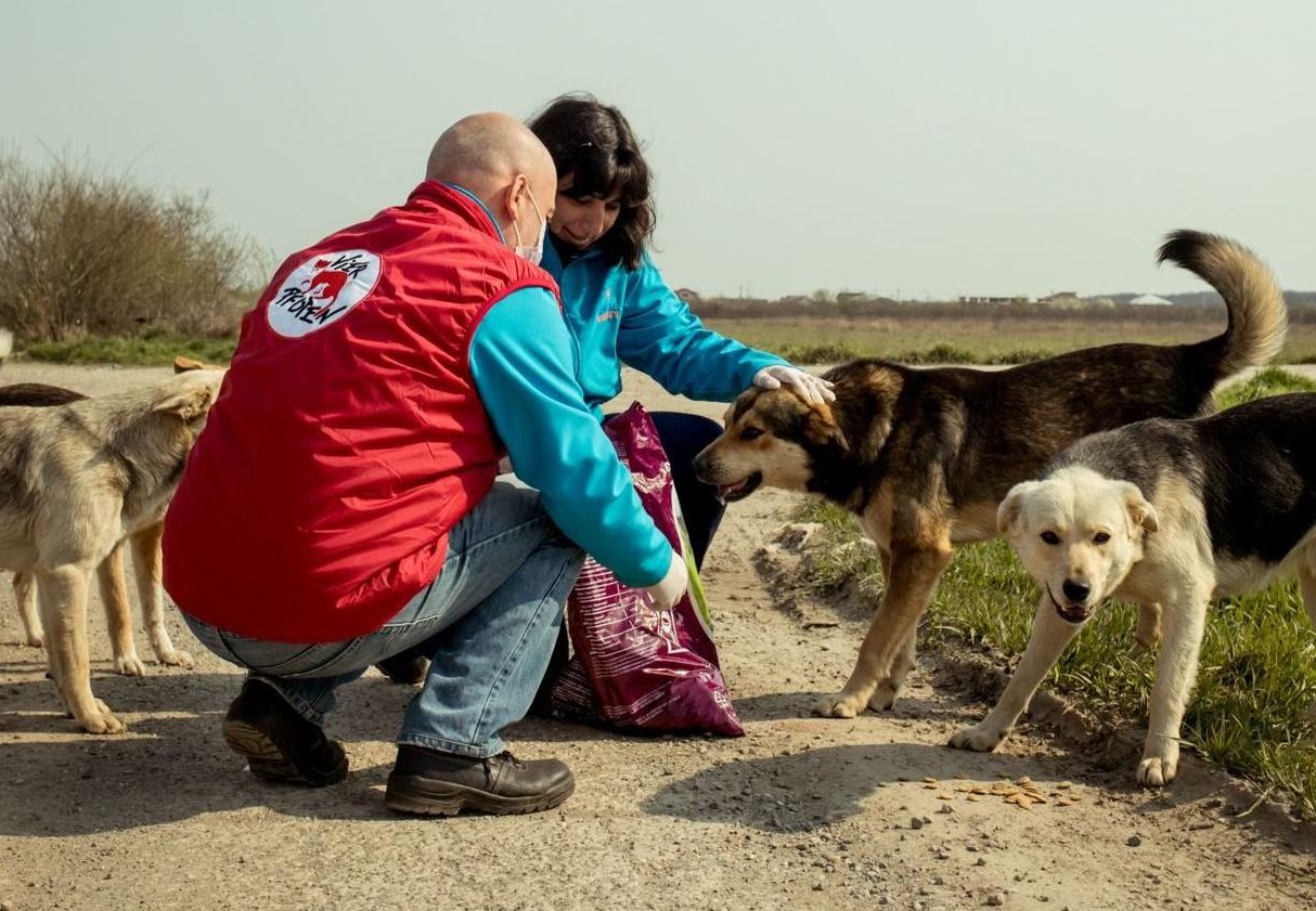 Stray Animal Care Services 1 stray animal care services