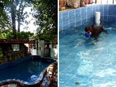 sugar rae pet village