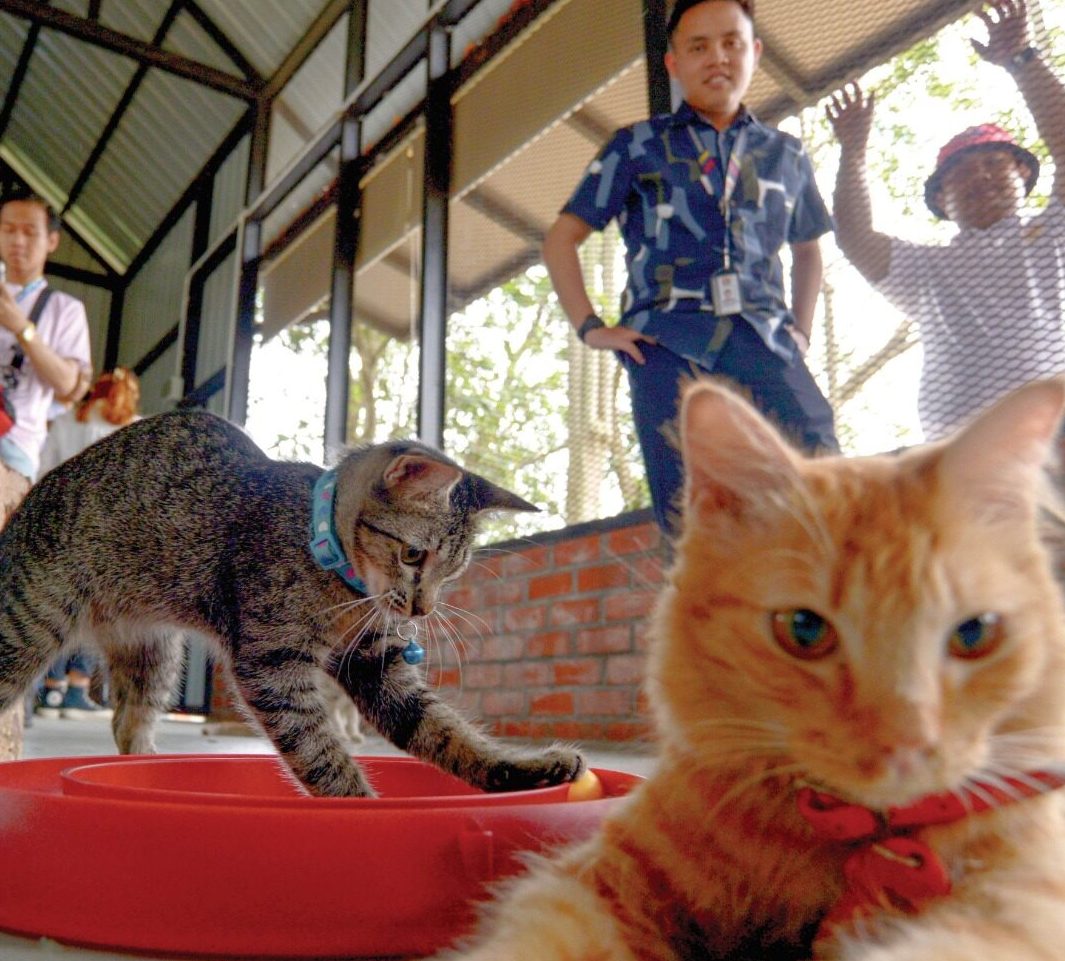Taman Kucing Cyberjaya 1 taman kucing cyberjaya