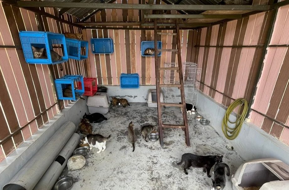 Tempat Adopsi Haiwan Peliharaan Terbaik di Kuala Teriang 1 tempat adopsi haiwan peliharaan terbaik di kuala teriang
