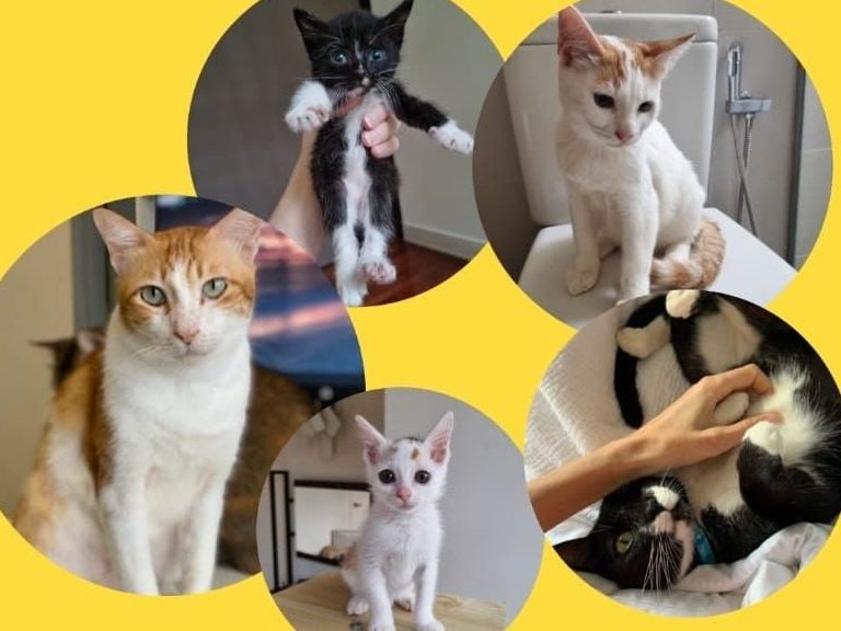 terbaik adoption haiwan peliharaan di juru