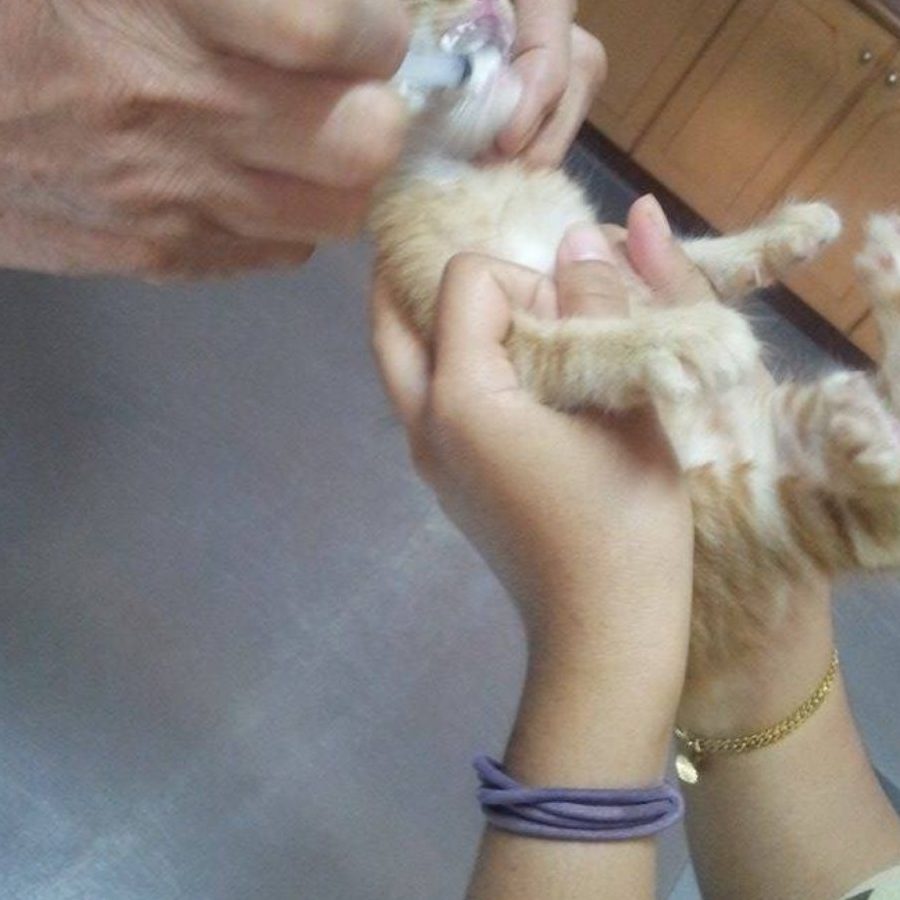 terbaik pet adoption di bukit mertajam