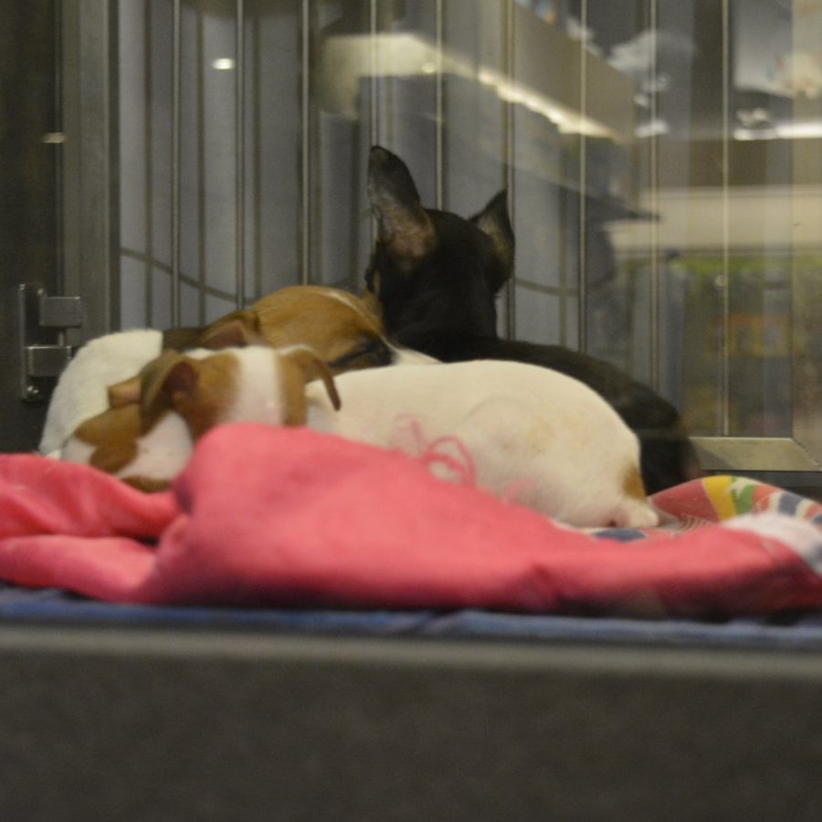 terbaik pet adoption di buloh kasap
