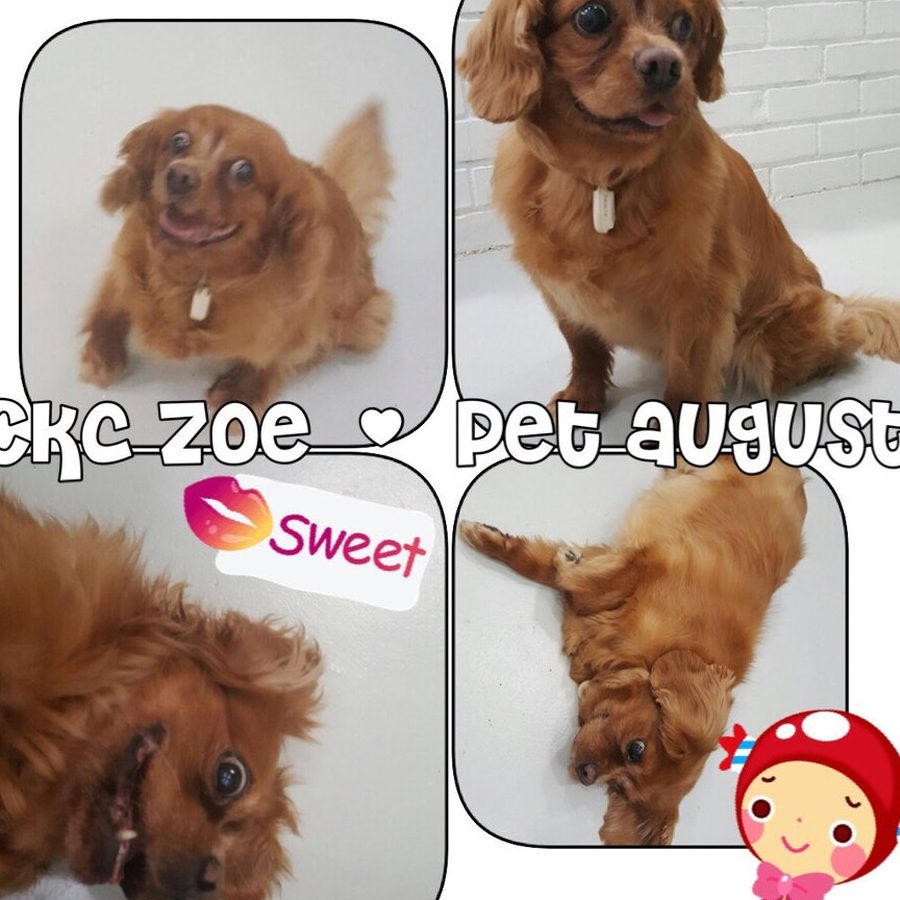 terbaik pet adoption di daerah pontian