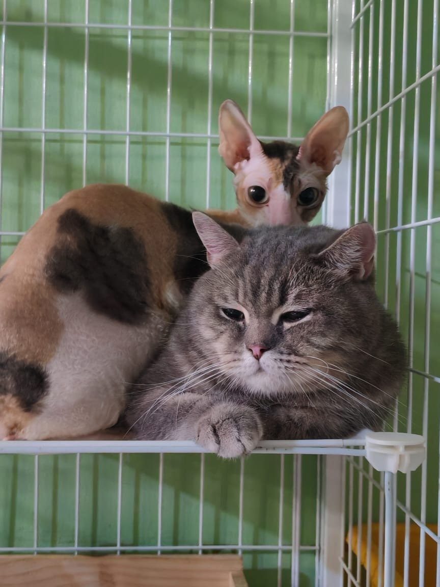 terbaik pet adoption di pulau sebang