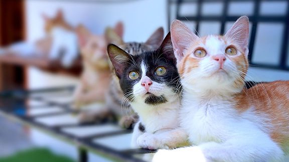 terbaik pet adoption di telaga batu