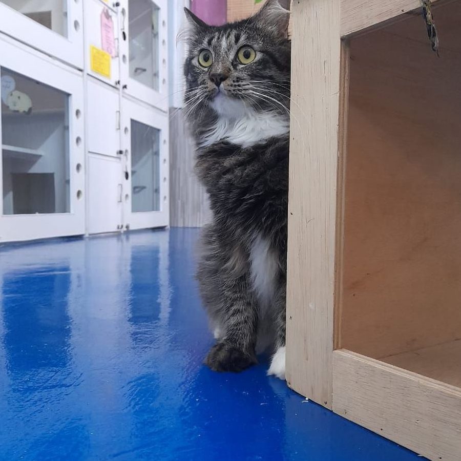 the cat grocer supplies hotel grooming sunway seberang jaya