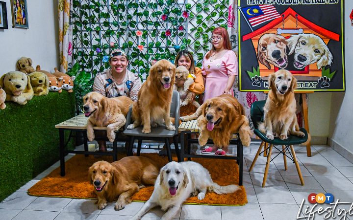 The Home Of Golden Retrievers Malaysia 1 Pet Adoption Near Me