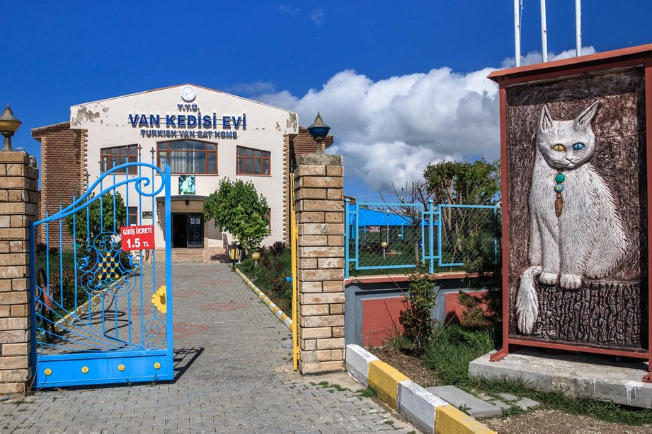 turkish van cat villa