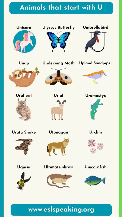 u pets