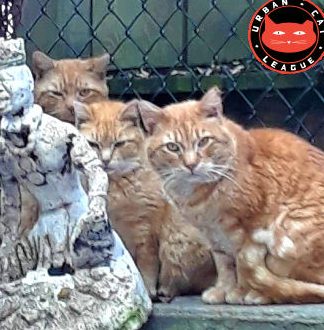 Urban Cats Centre 1 urban cats centre