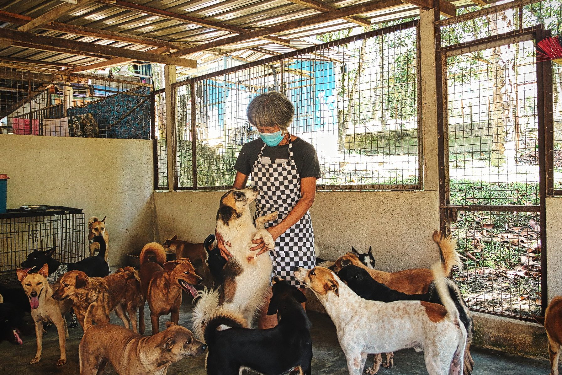 Woo & Meow Animal Shelter Organisation 1 woo meow animal shelter organisation