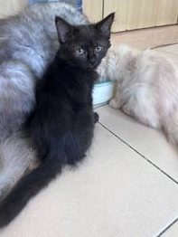 Yang Terbaik Adoption Haiwan Peliharaan di Lahad Datu 1 yang terbaik adoption haiwan peliharaan di lahad datu