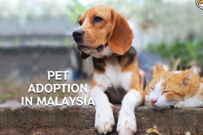 yang terbaik pet adoption di kampong pangkal kalong