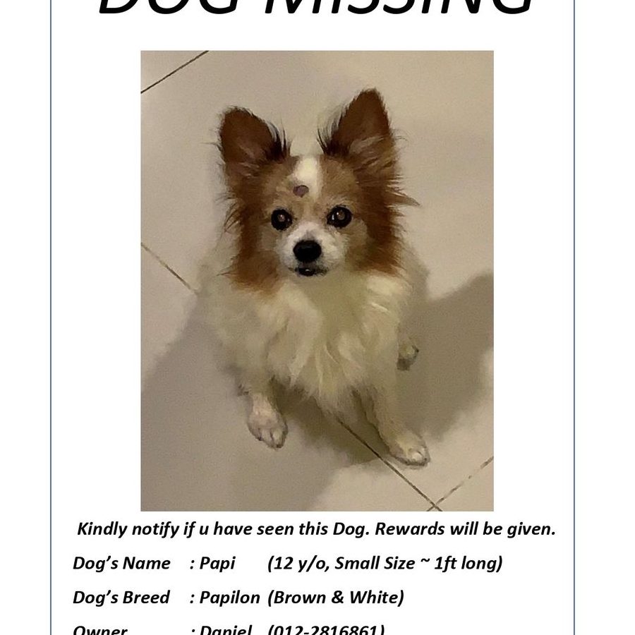 yang terbaik pet adoption di kampung ayer keroh