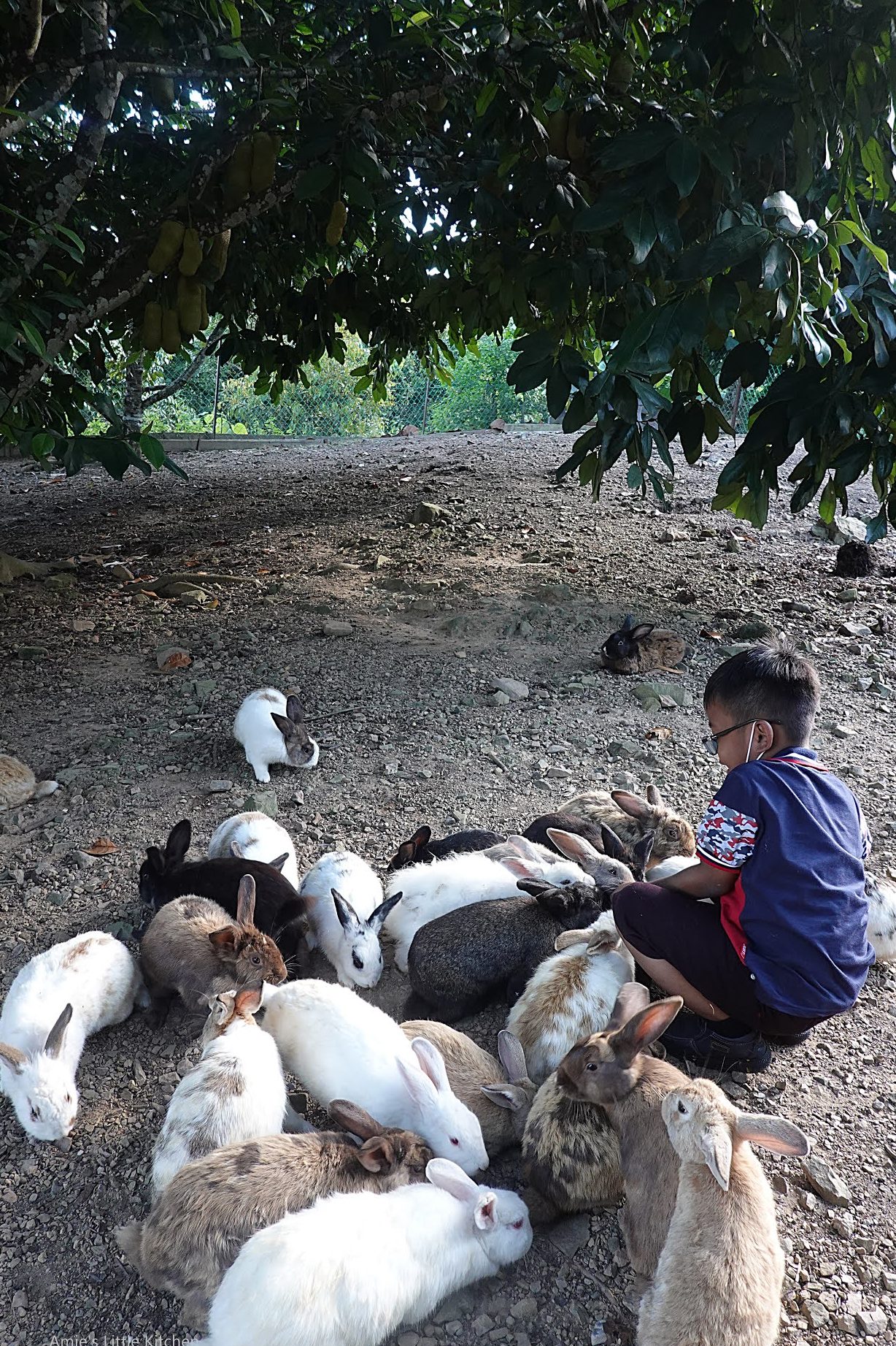 yang terbaik tempat pembiakan haiwan peliharaan di keningau