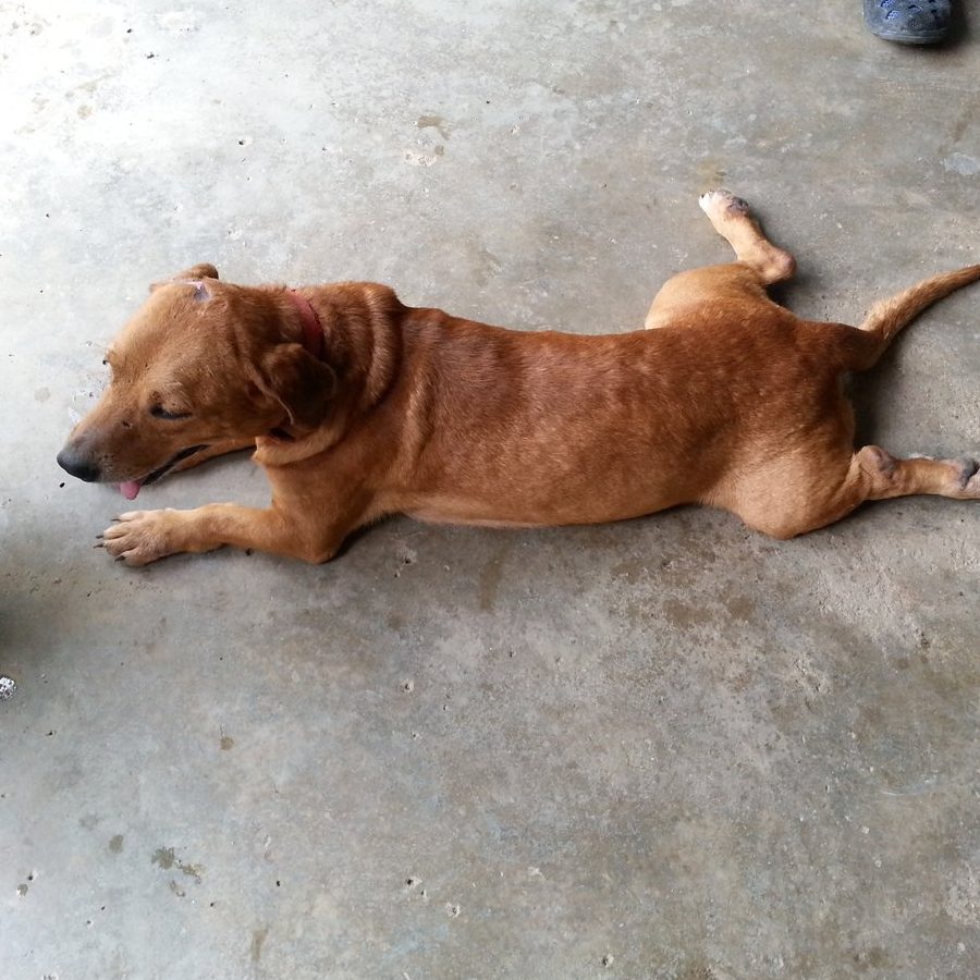 yang terbaik untuk pet adoption di parit raja